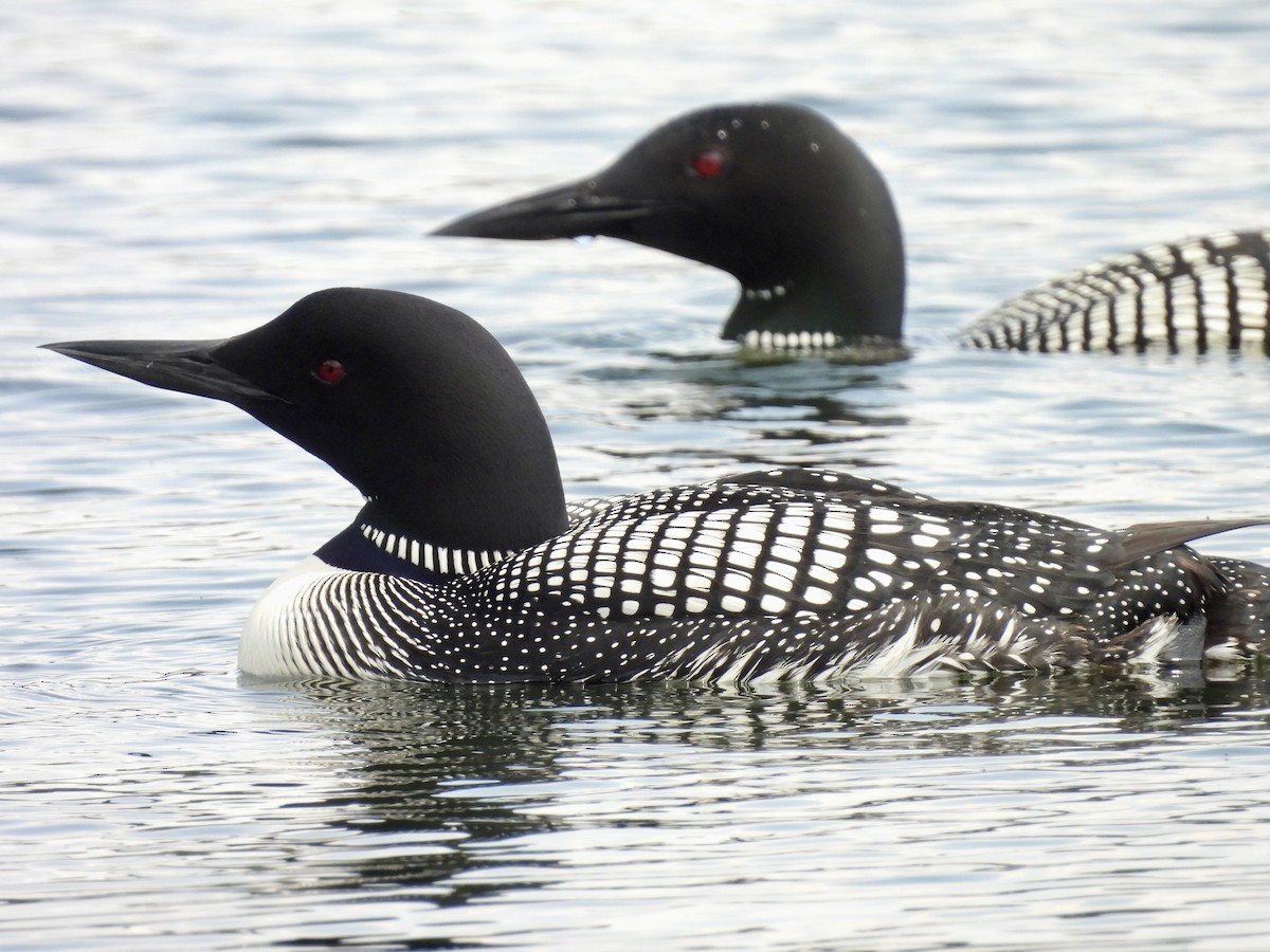 Common Loon - ML636922940