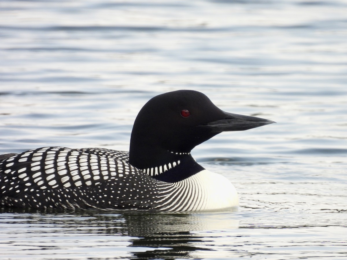 Common Loon - ML636922941