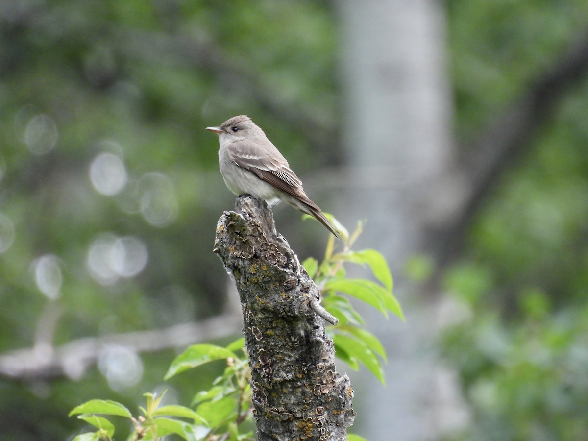 Least Flycatcher - ML636922959