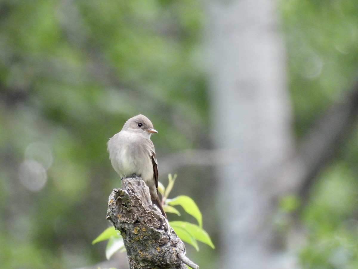 Least Flycatcher - ML636922961