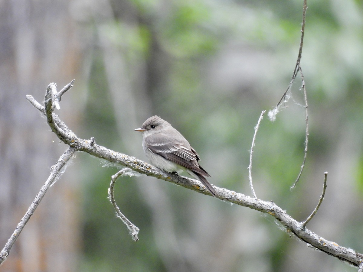 Least Flycatcher - ML636922962