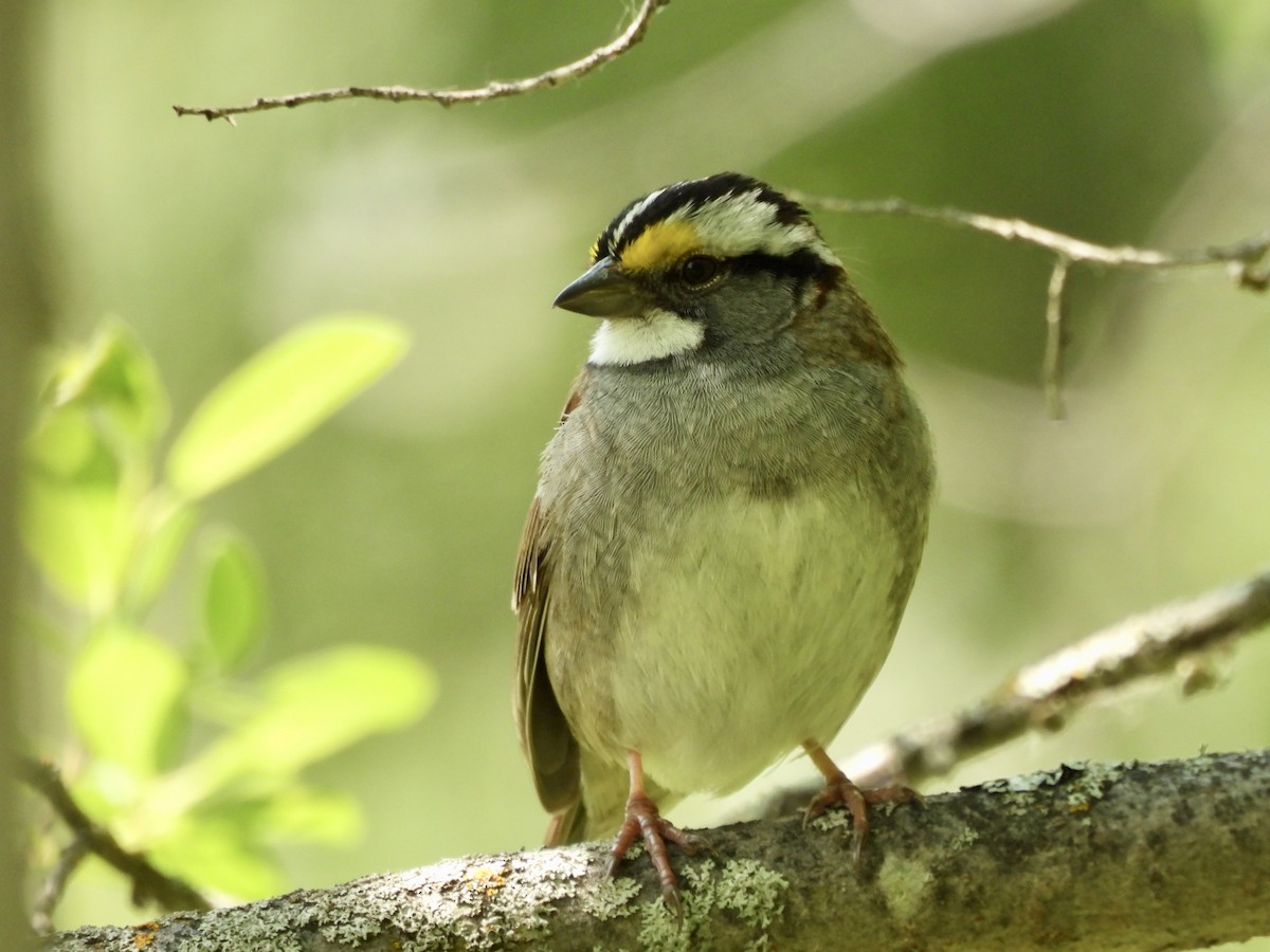 White-throated Sparrow - ML636922983