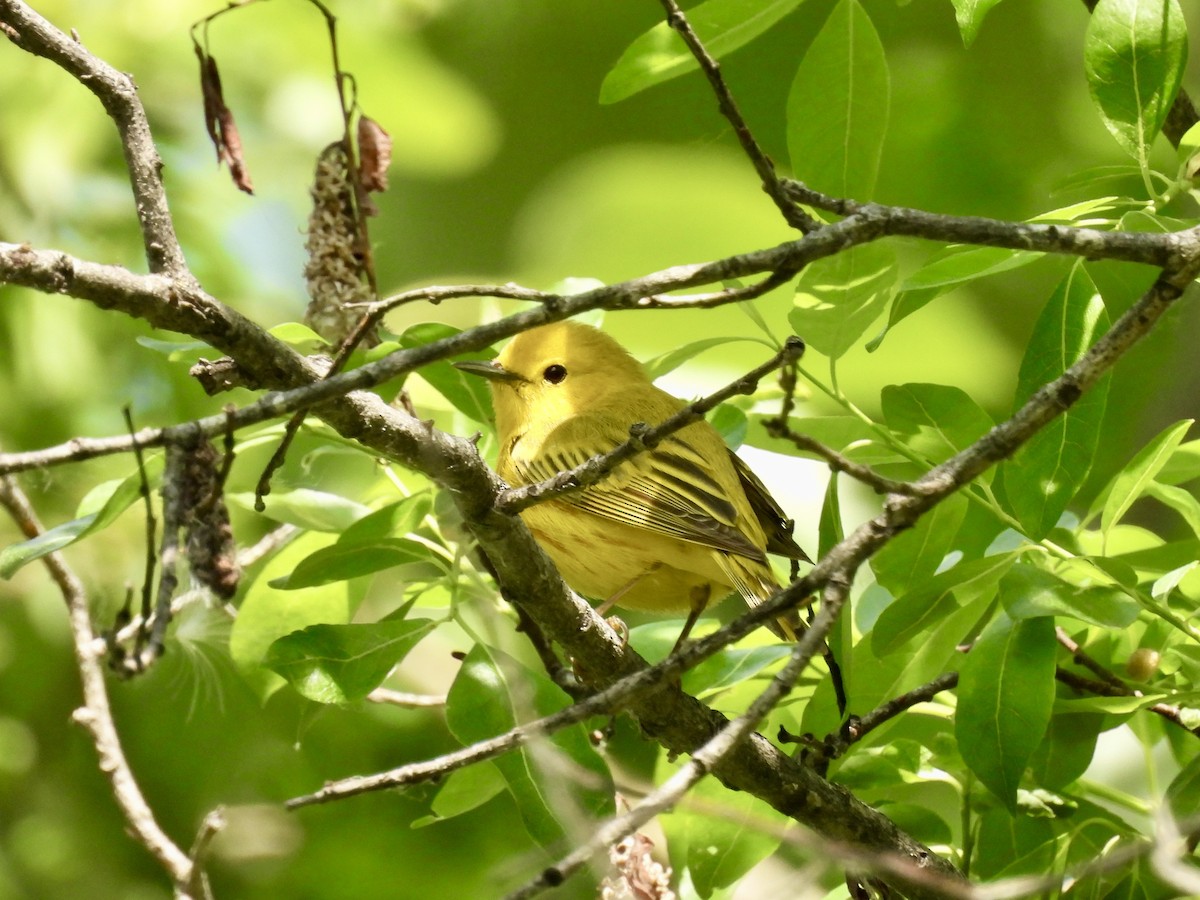 Yellow Warbler - ML636922999