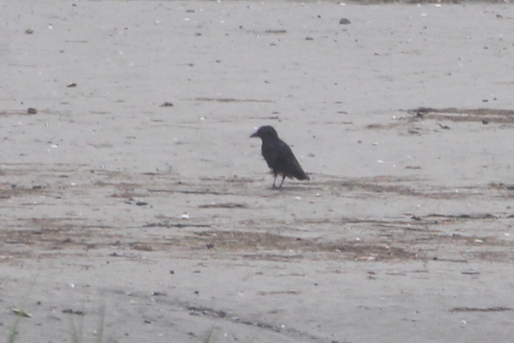 American Crow - ML636923020