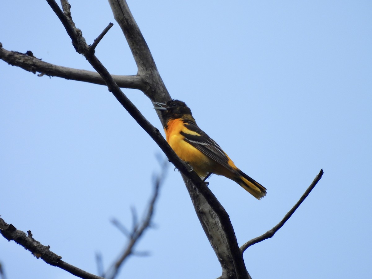 Baltimore Oriole - ML636923060