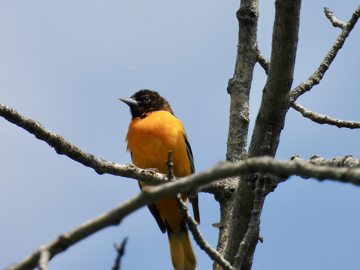 Baltimore Oriole - ML636923061