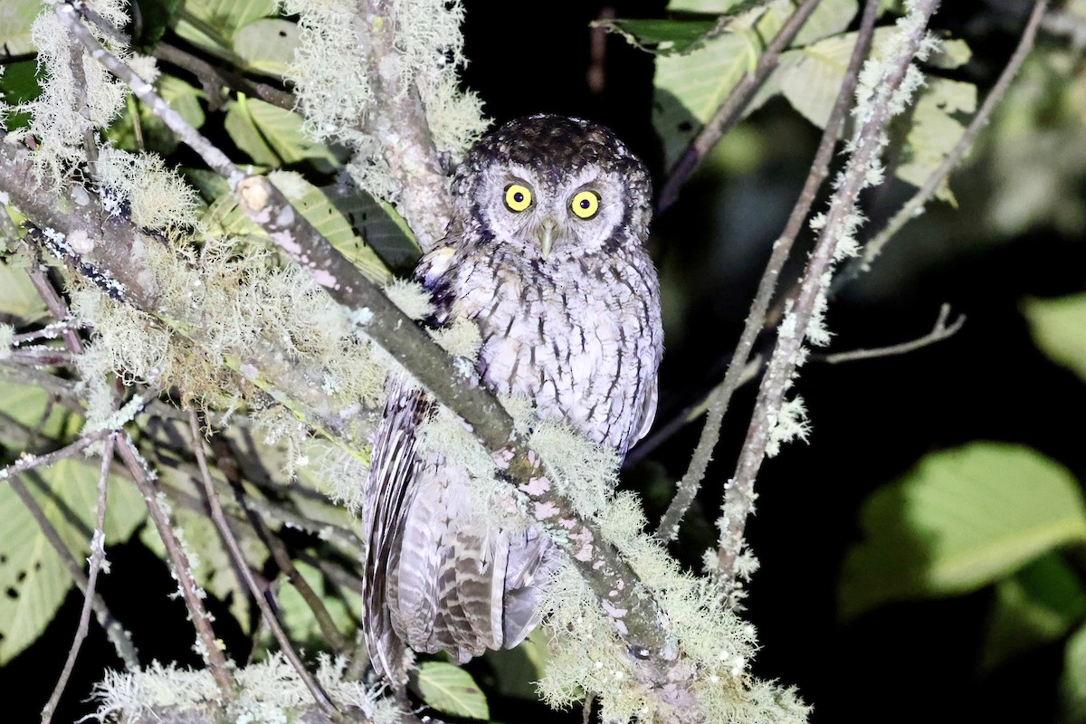 Koepcke's Screech-Owl - ML636923085
