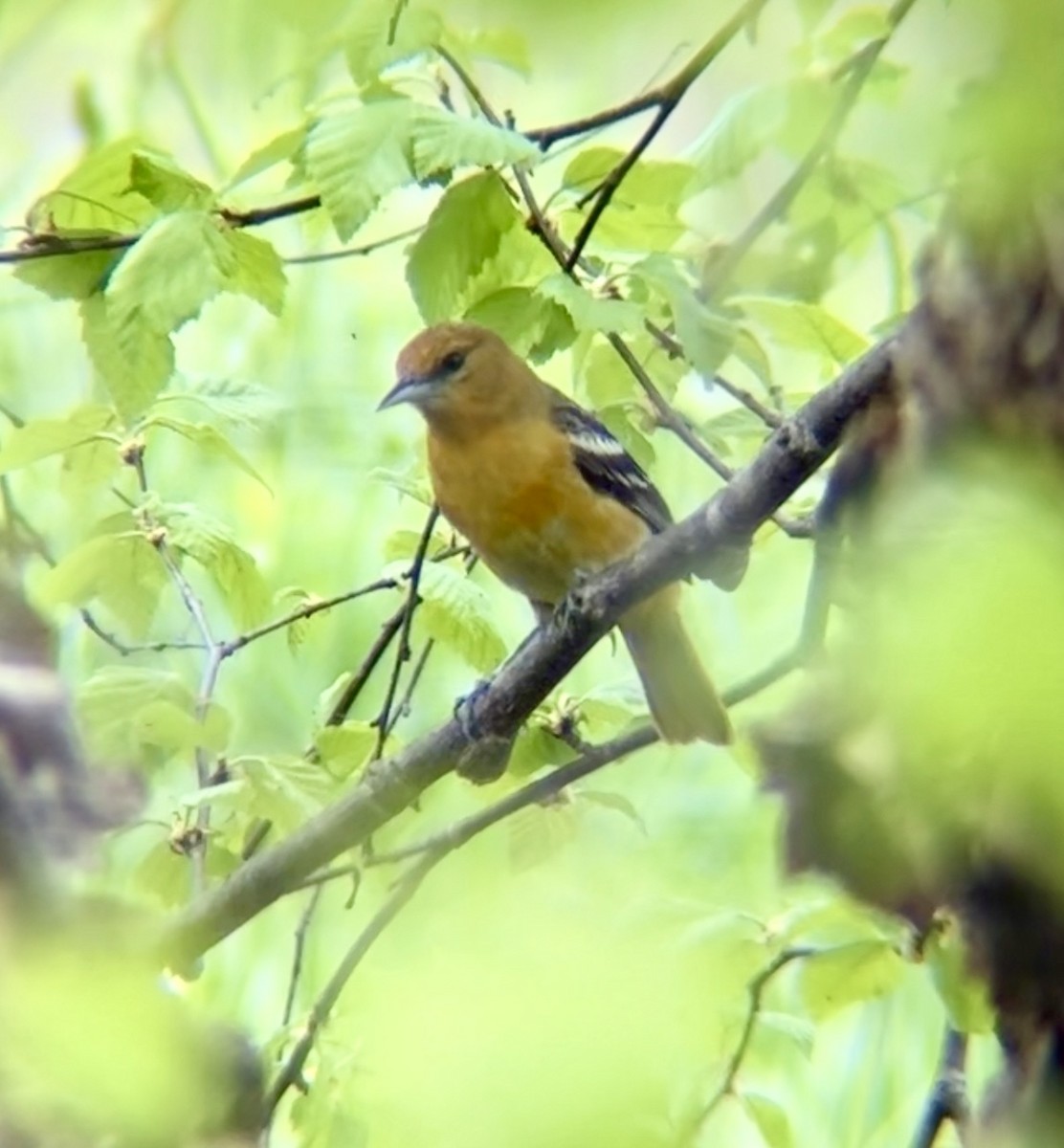 Baltimore Oriole - ML636923089