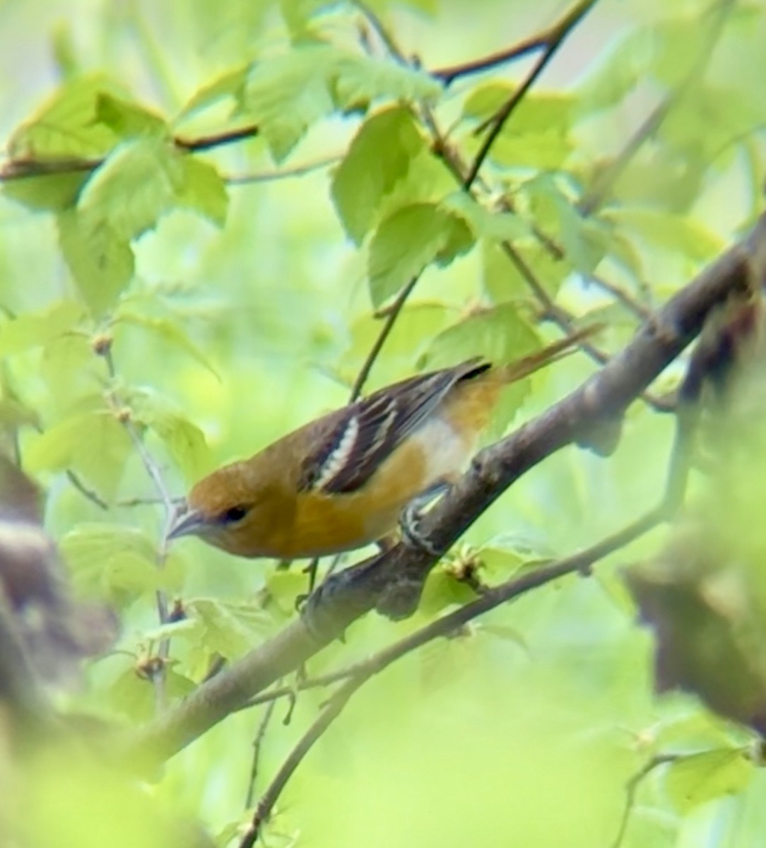 Baltimore Oriole - ML636923090