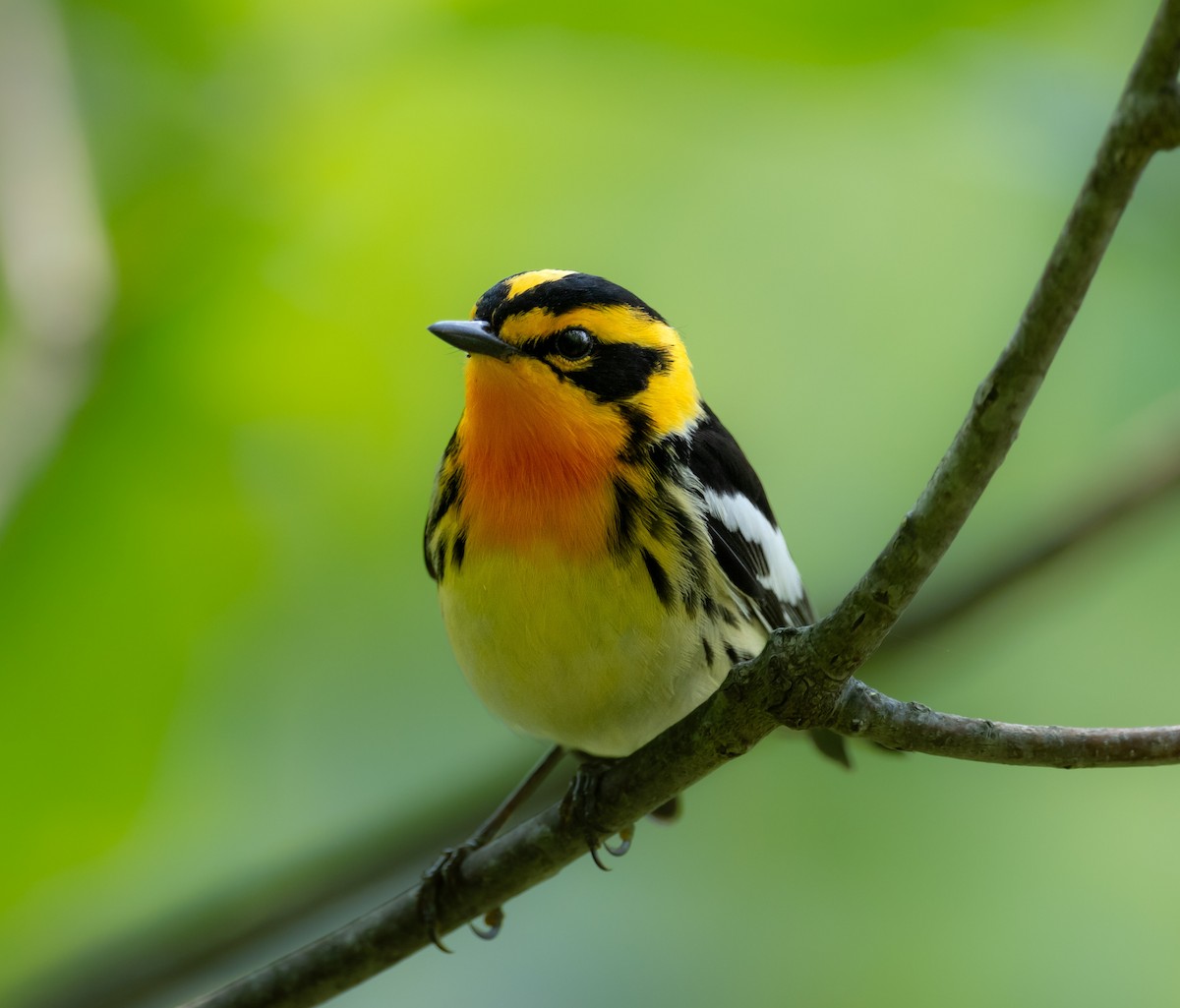 Blackburnian Warbler - ML636923338