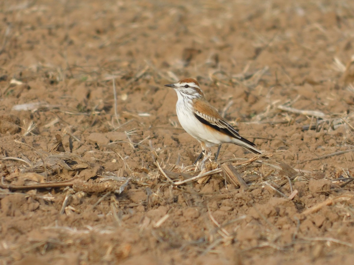 Rusty-backed Monjita - ML636923369
