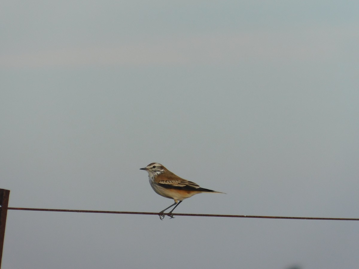Rusty-backed Monjita - ML636923405
