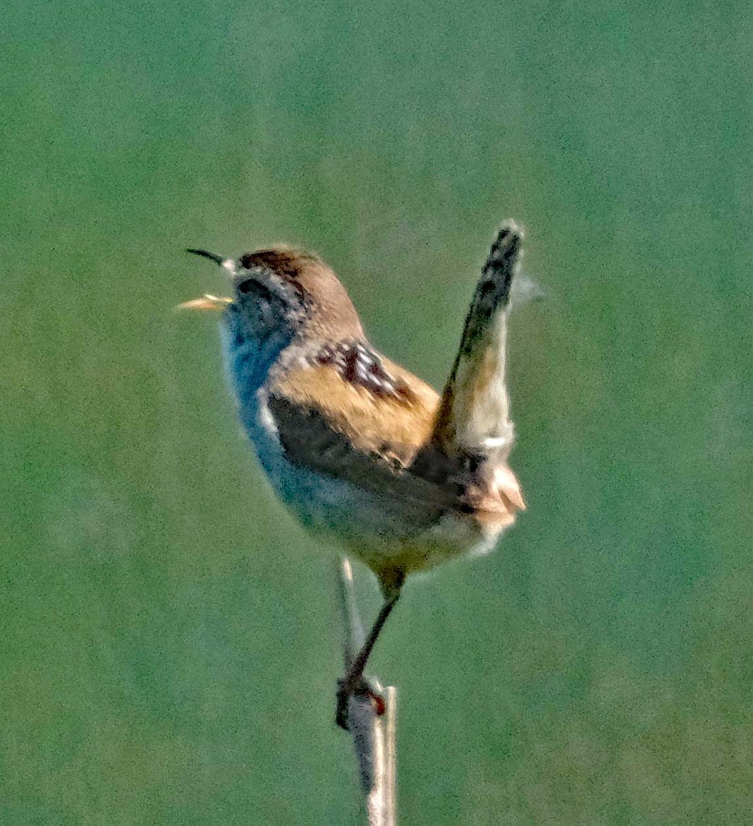 Marsh Wren - ML636923451