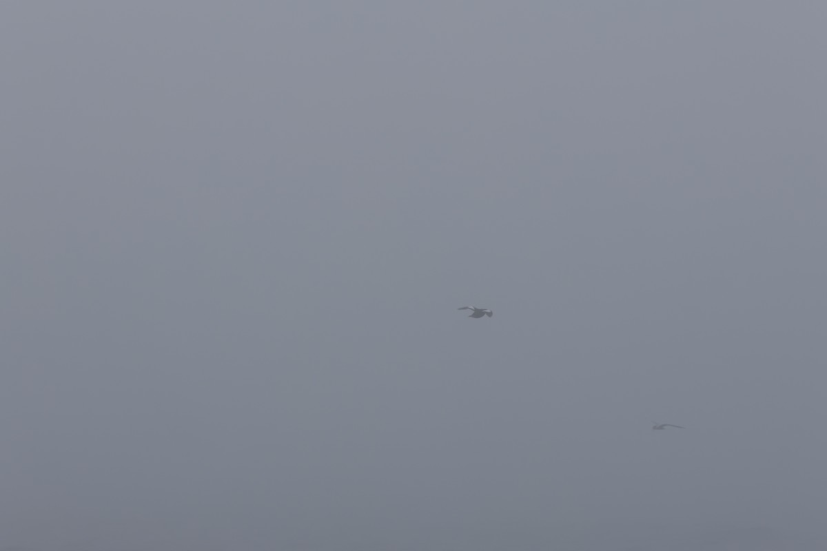 קטיפנית לבנת-כנף - ML636923529