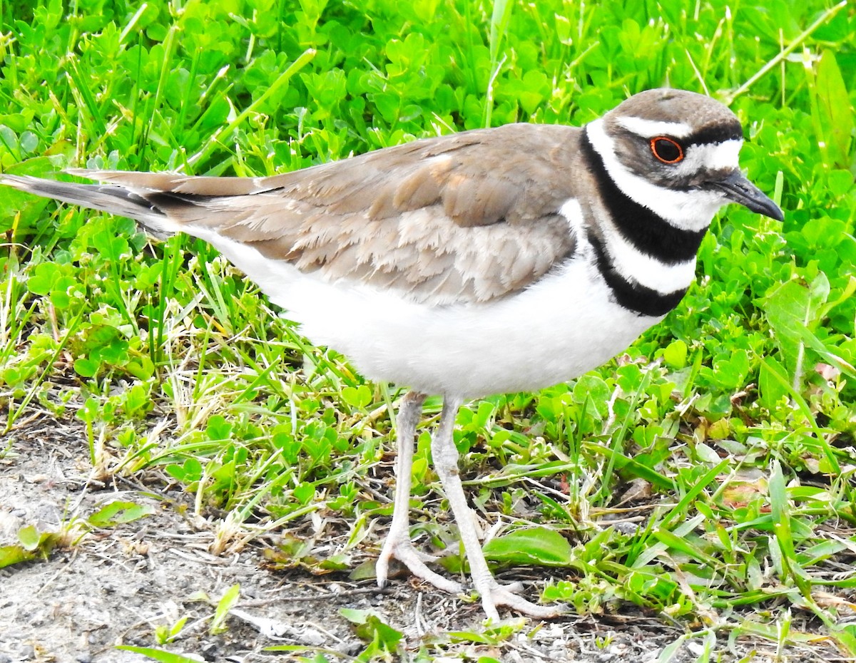 Killdeer - ML636923669