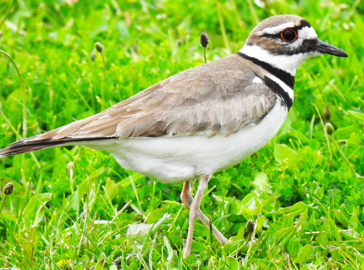 Killdeer - ML636923670