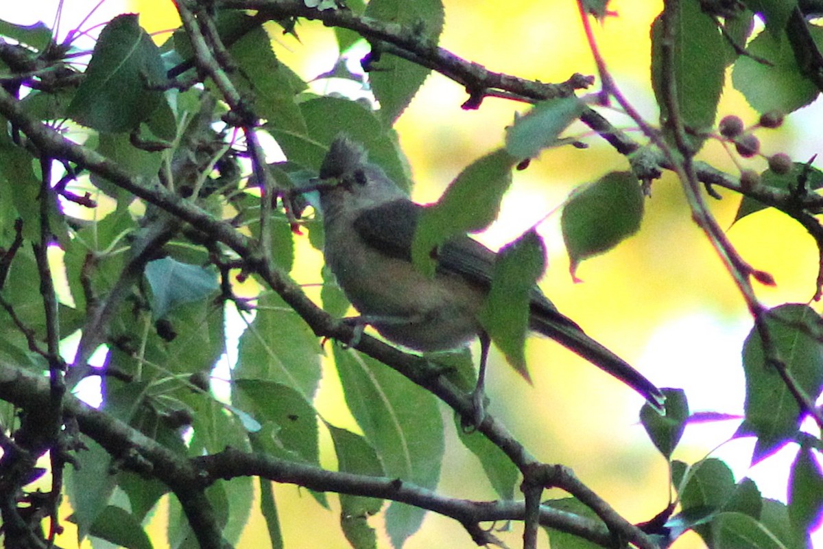 sýkora rezavoboká - ML636923679