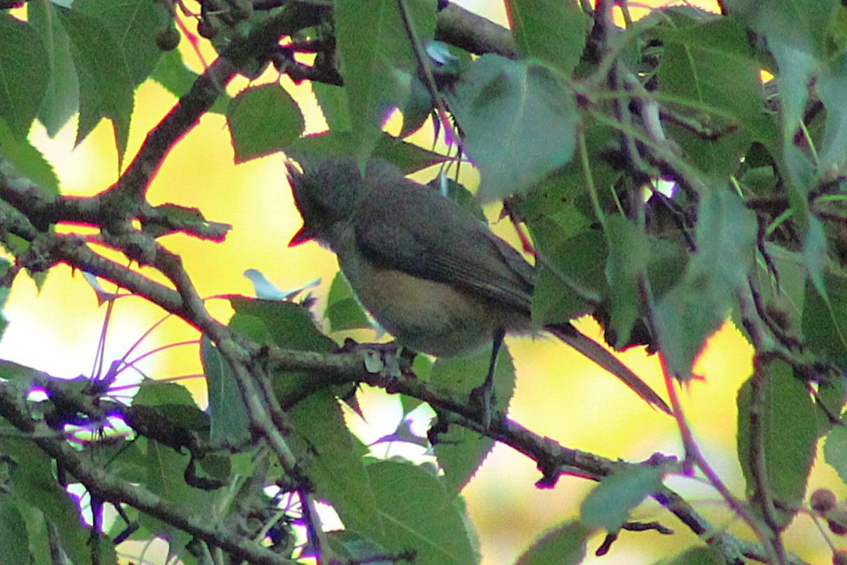 sýkora rezavoboká - ML636923681