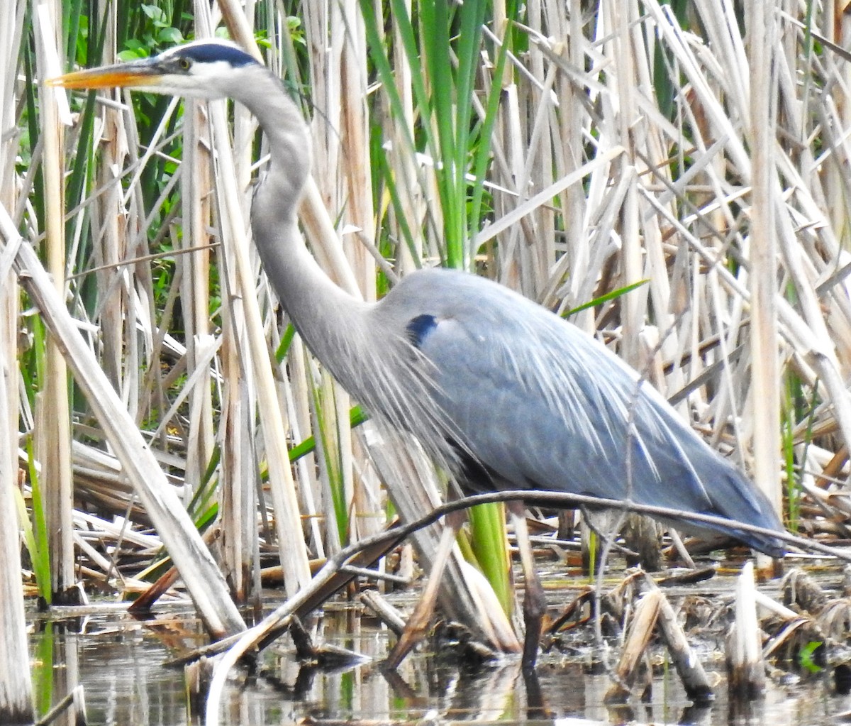 Great Blue Heron (Great Blue) - ML636923708