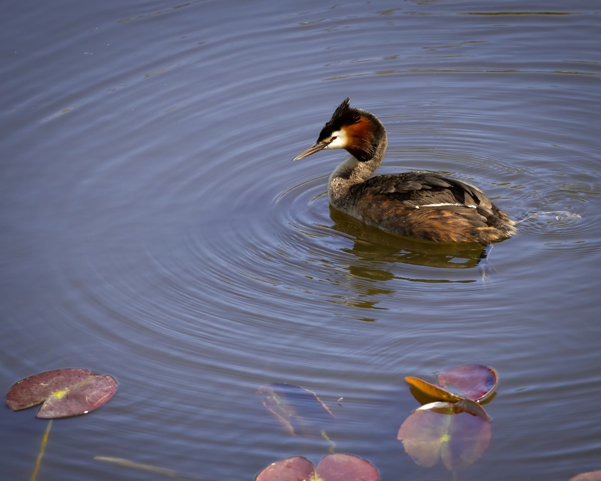Great Crested Grebe - ML636923712