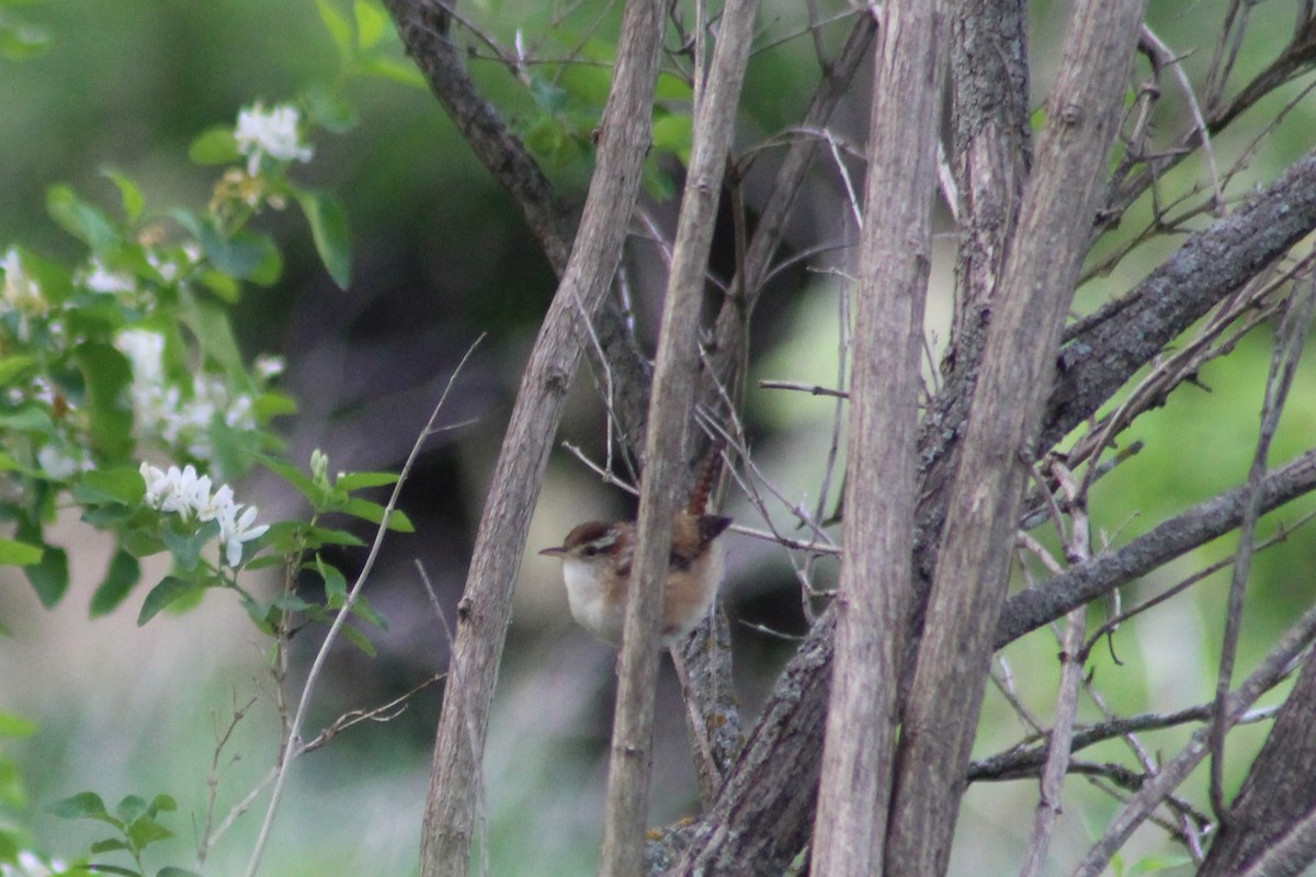 Marsh Wren - ML636923716