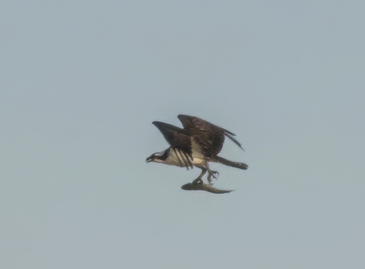 Osprey - ML636923762