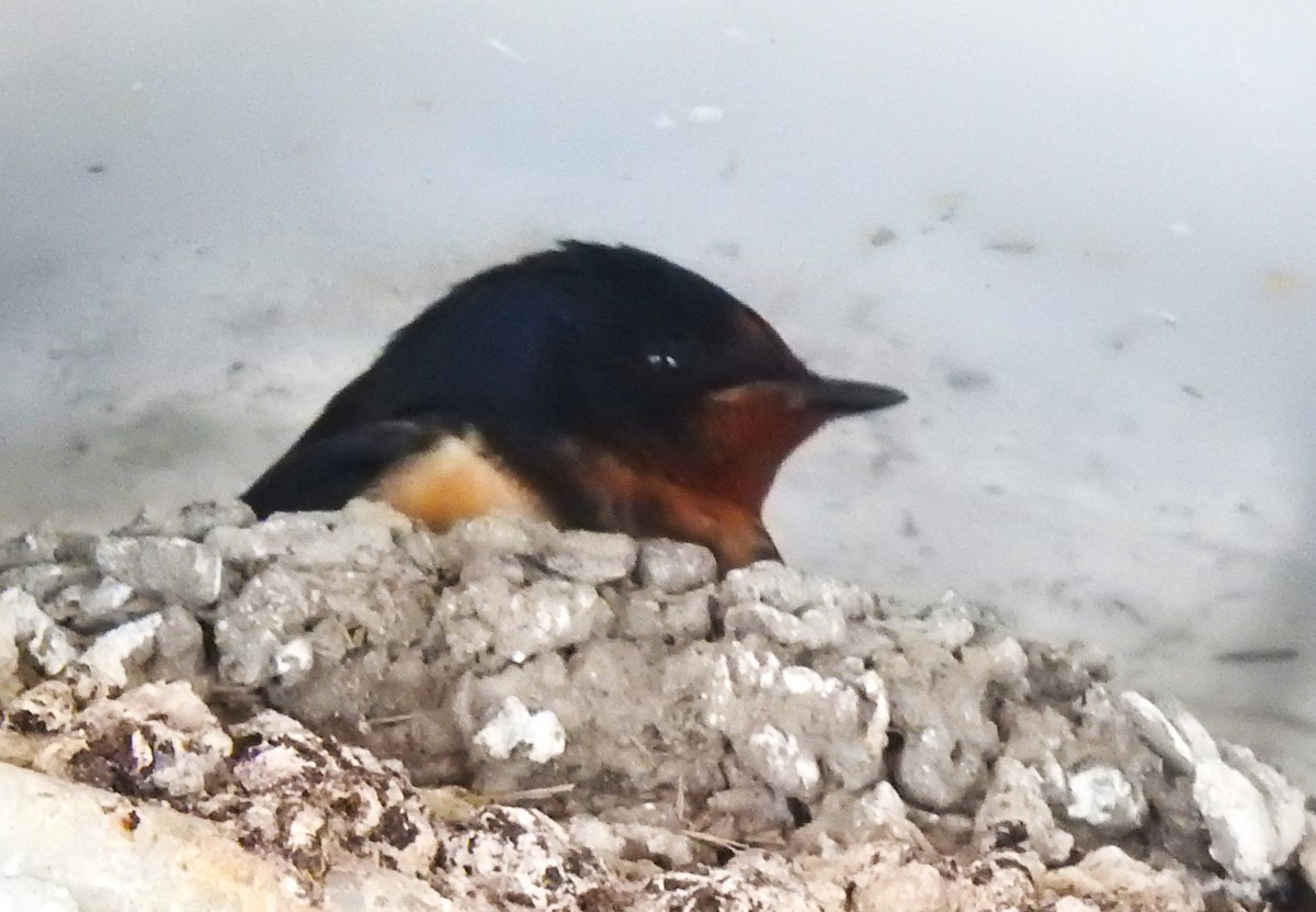 Barn Swallow (American) - ML636923846