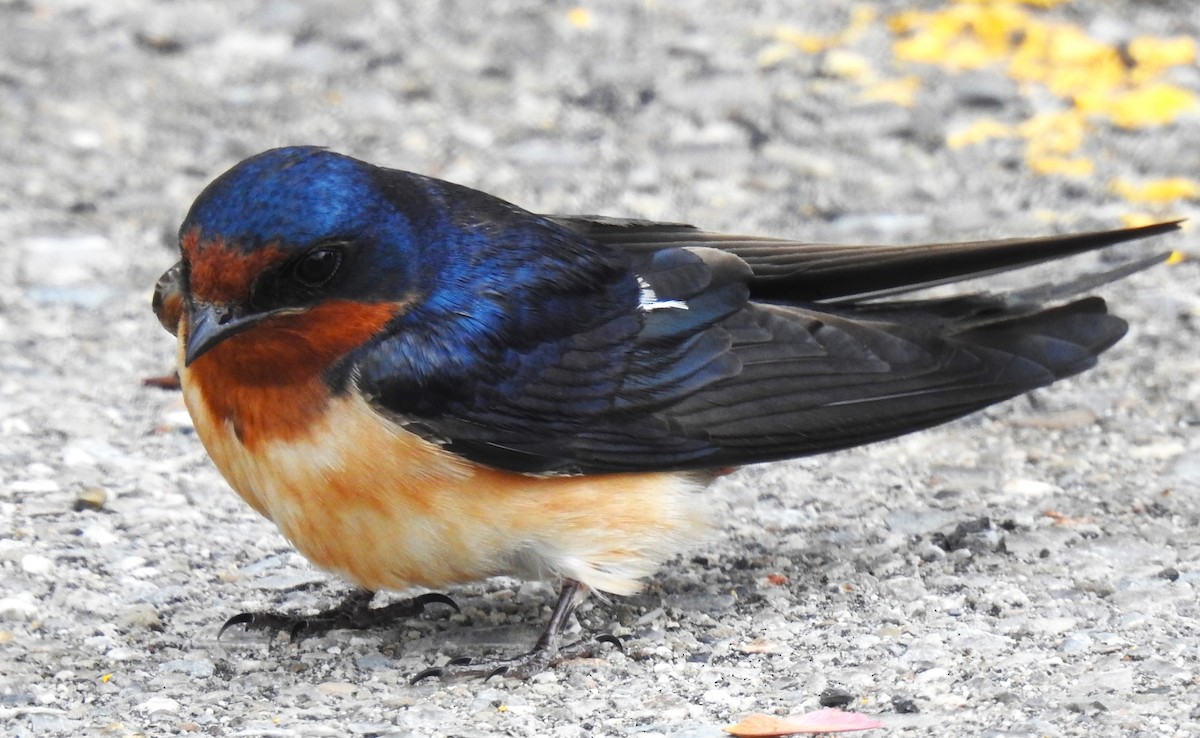 Barn Swallow (American) - ML636923847