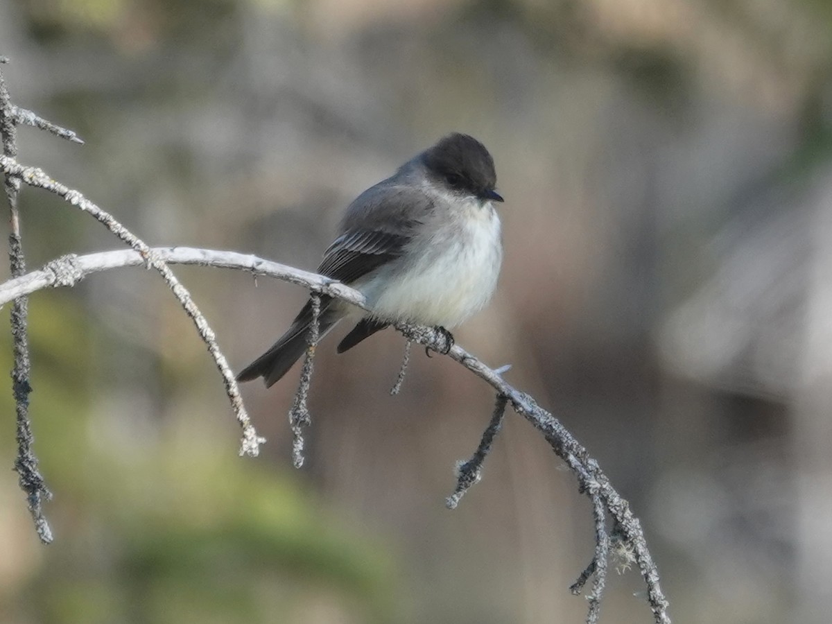 Eastern Phoebe - ML636923958