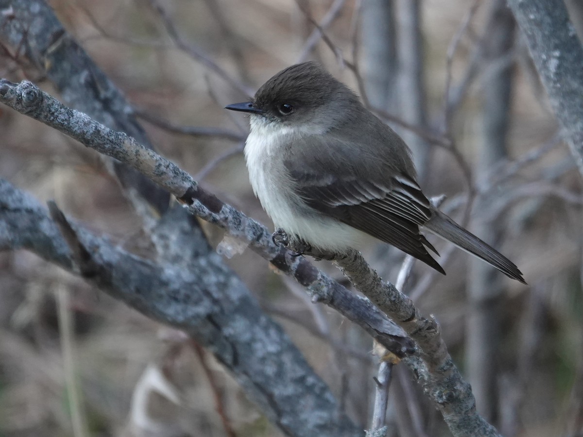 Eastern Phoebe - ML636923999