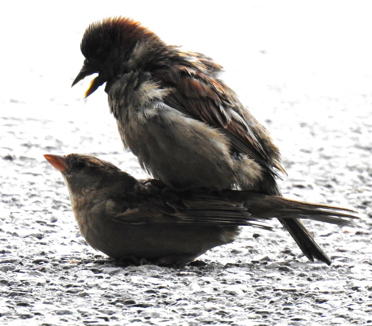 House Sparrow - ML636924015