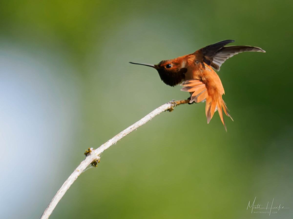 Rufous Hummingbird - ML636924062