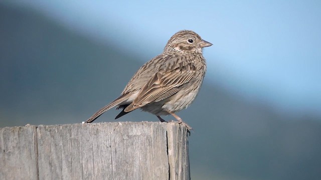 Vesper Sparrow - ML636924135