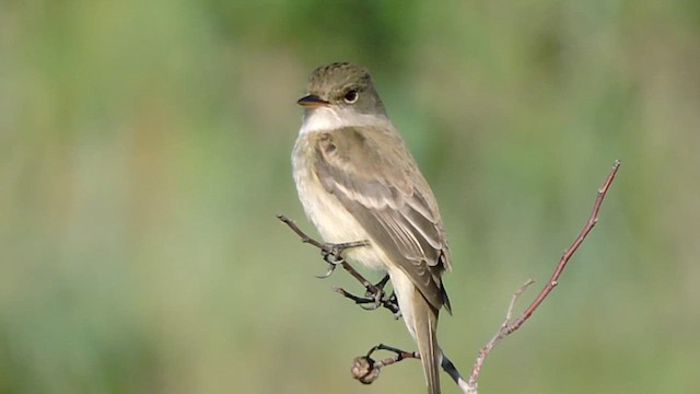Willow Flycatcher - ML636924208