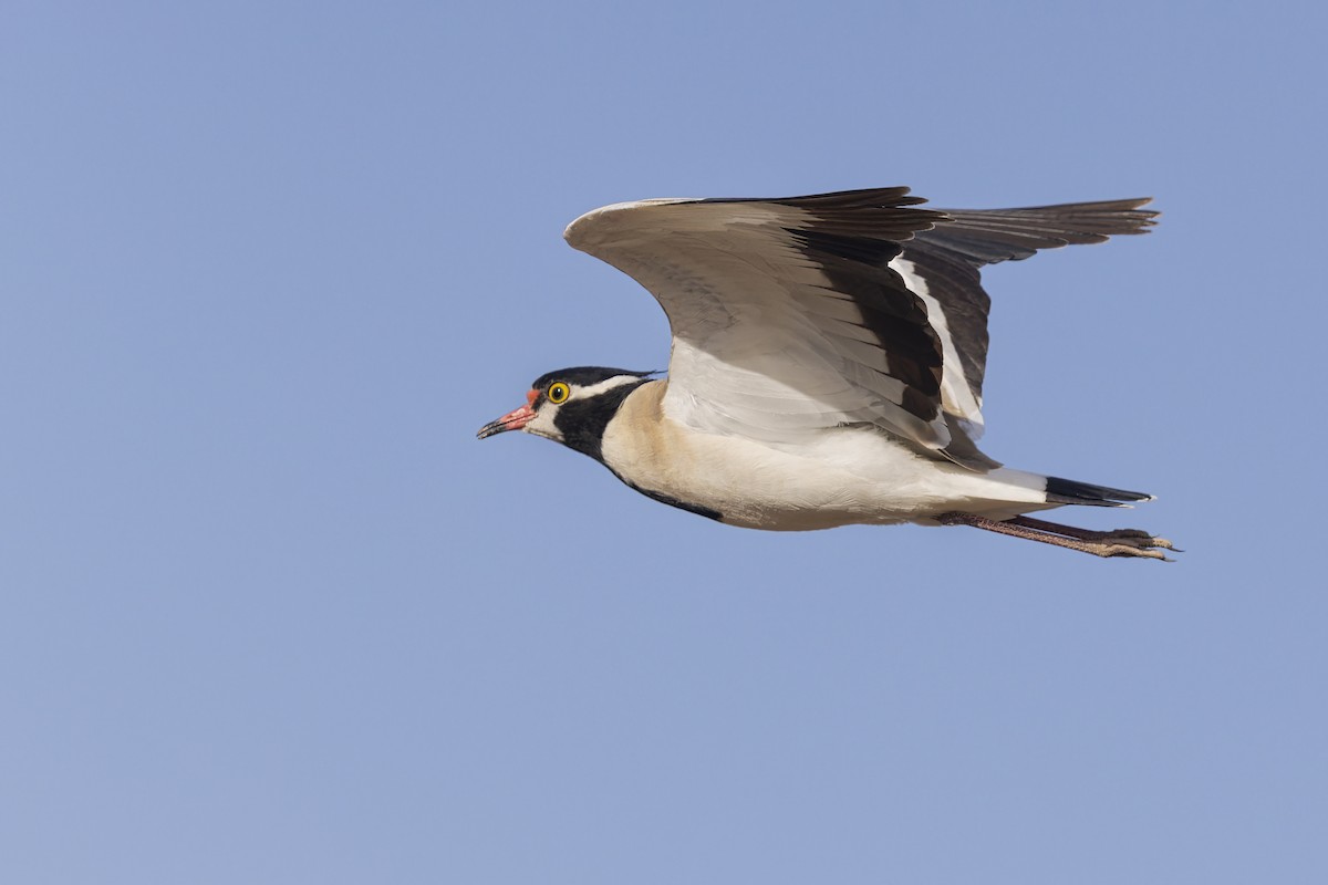 Black-headed Lapwing - ML636924216