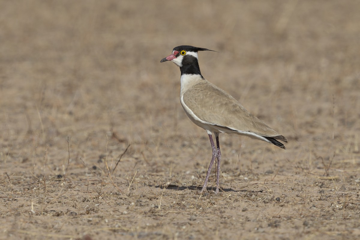Black-headed Lapwing - ML636924218