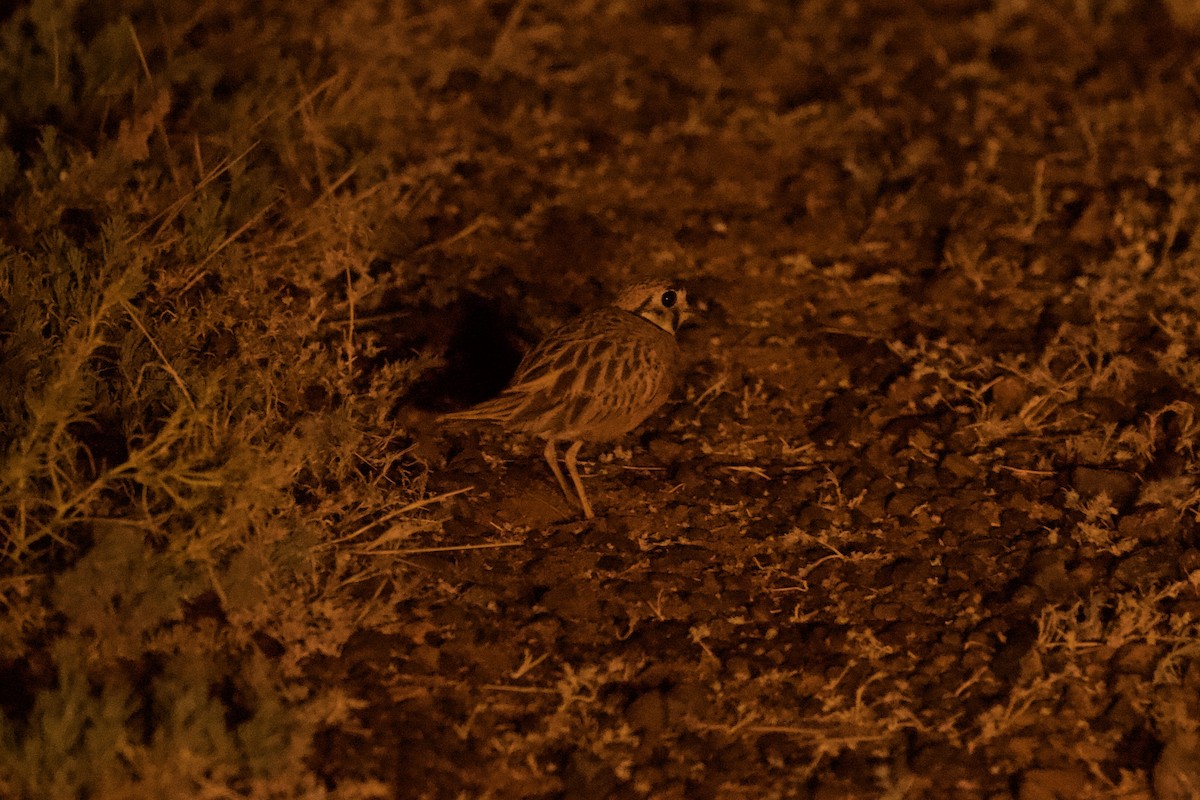 Inland Dotterel - ML636924304