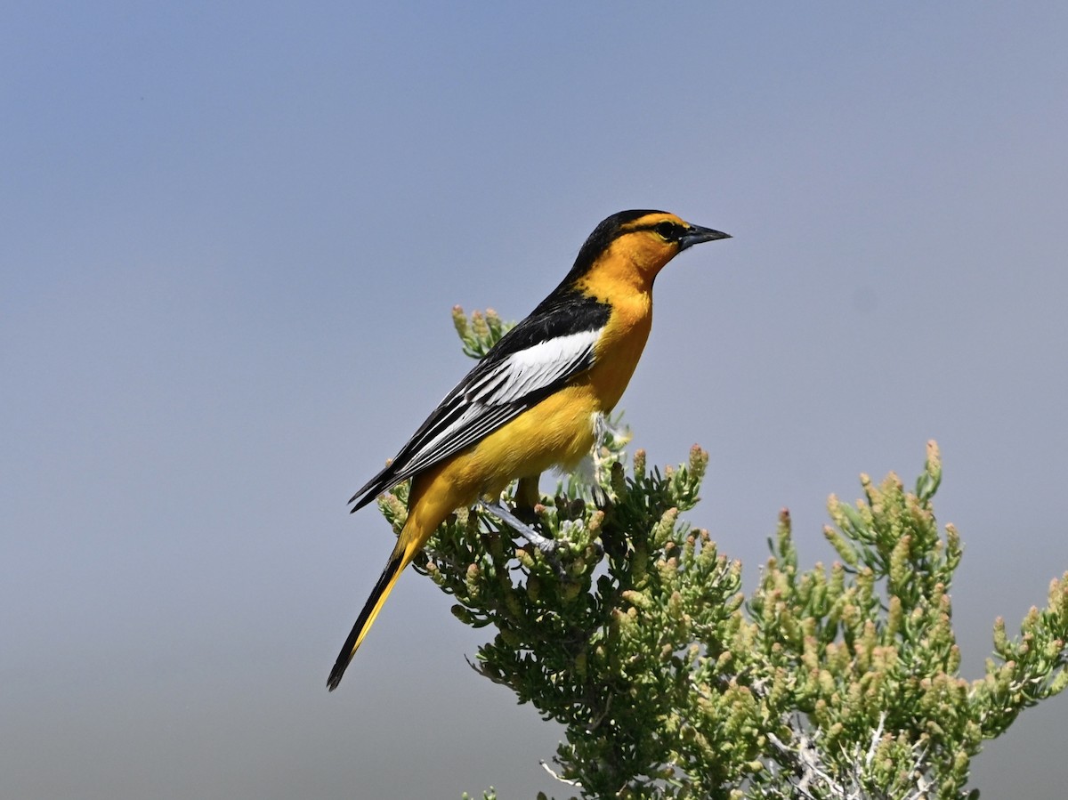 Bullock's Oriole - ML636924307
