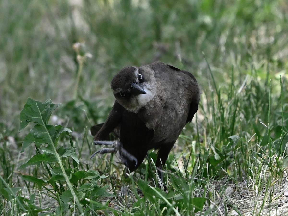 Great-tailed Grackle - ML636924321