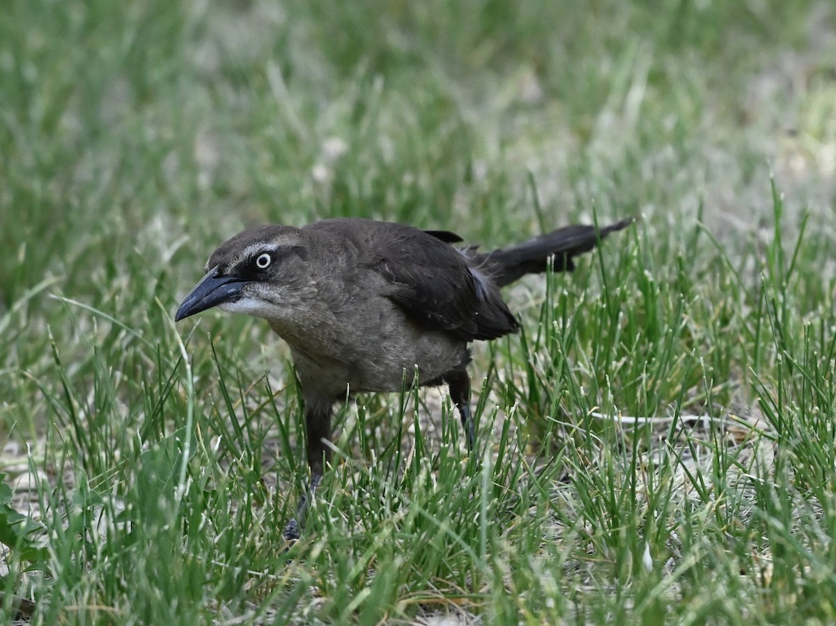 Great-tailed Grackle - ML636924322