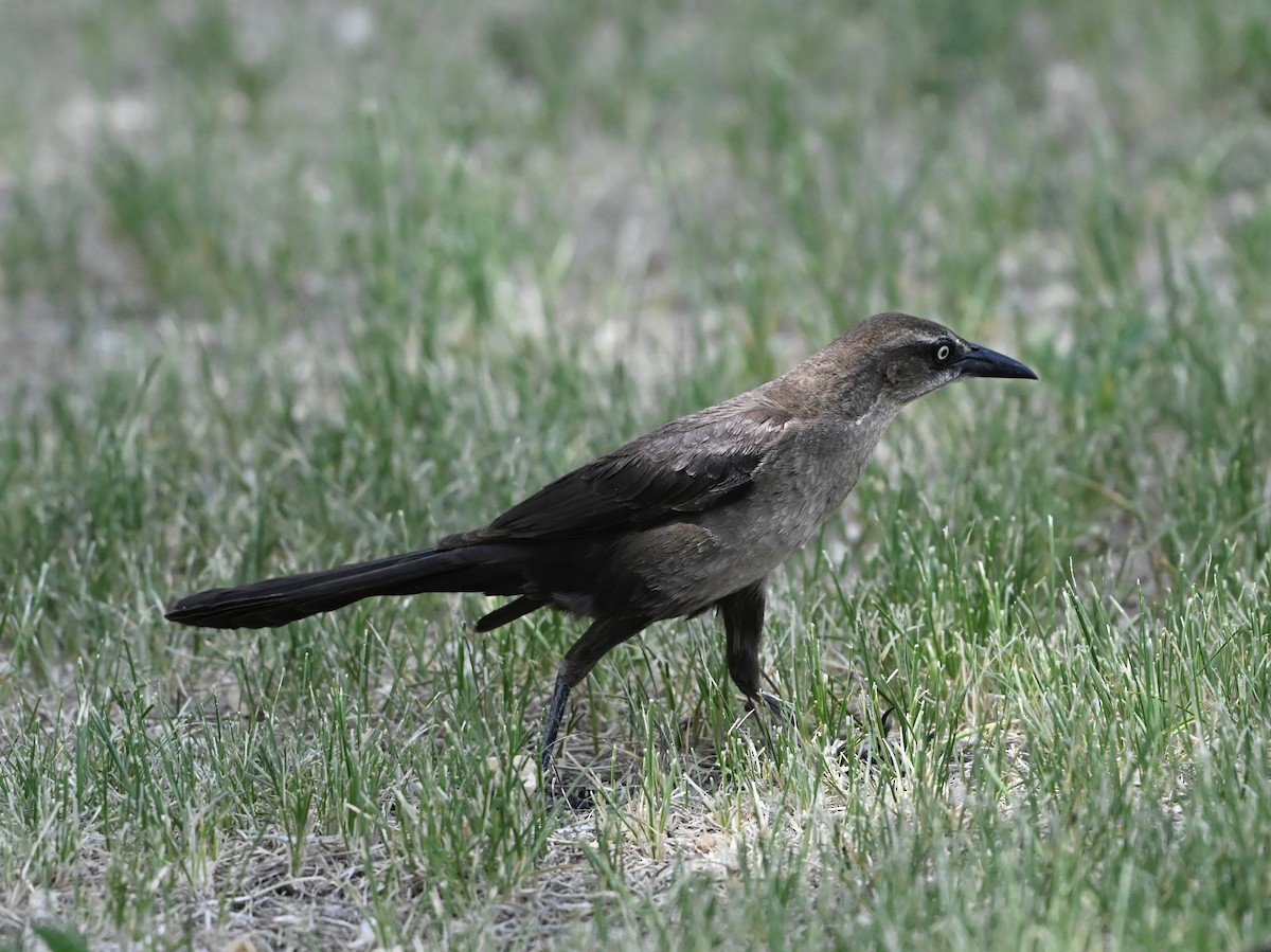 Great-tailed Grackle - ML636924323