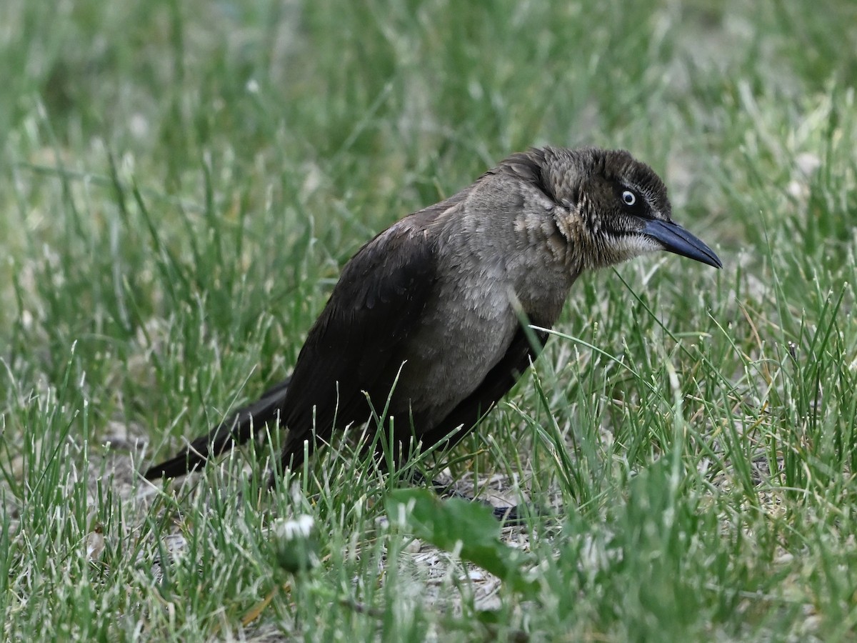 Great-tailed Grackle - ML636924324