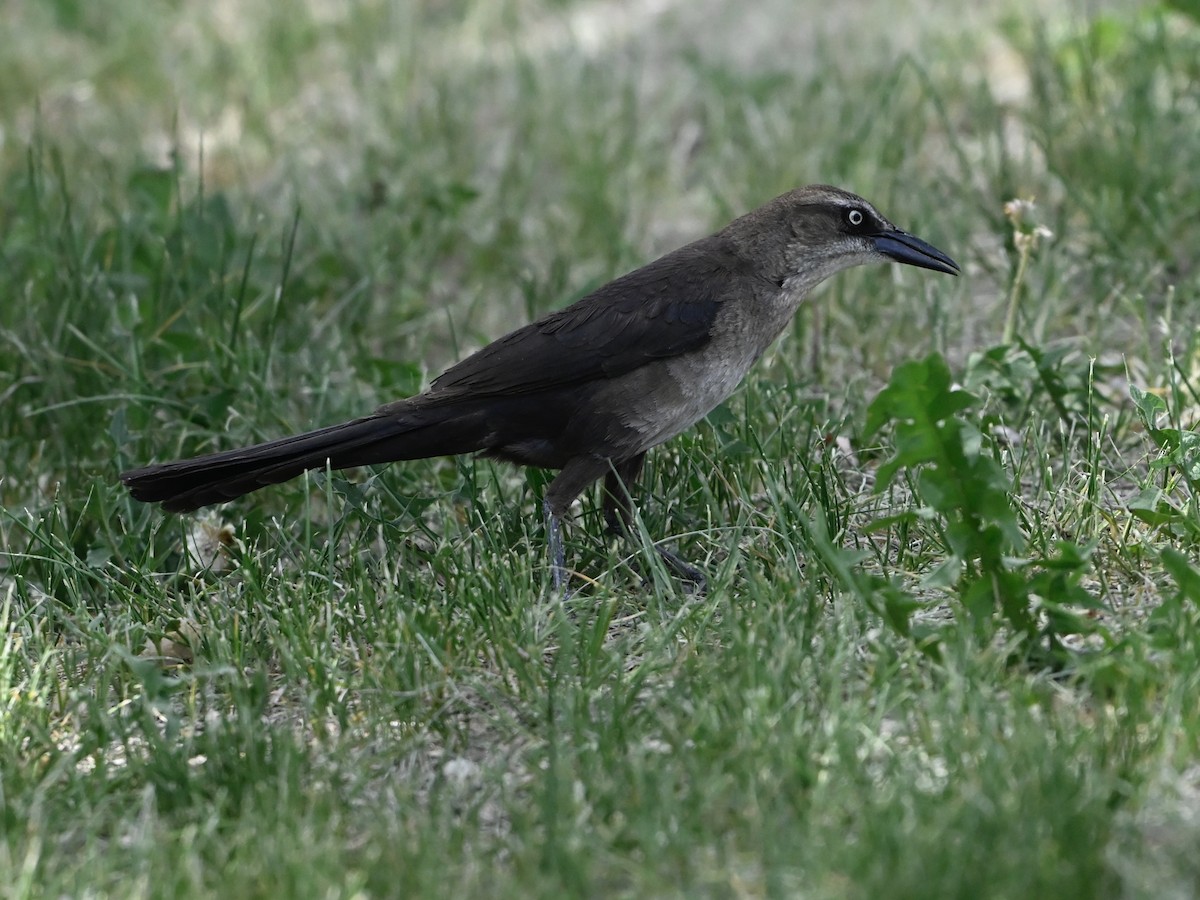 Great-tailed Grackle - ML636924325