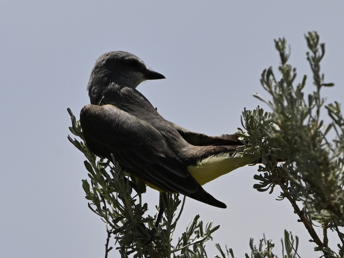 Western Kingbird - ML636924337