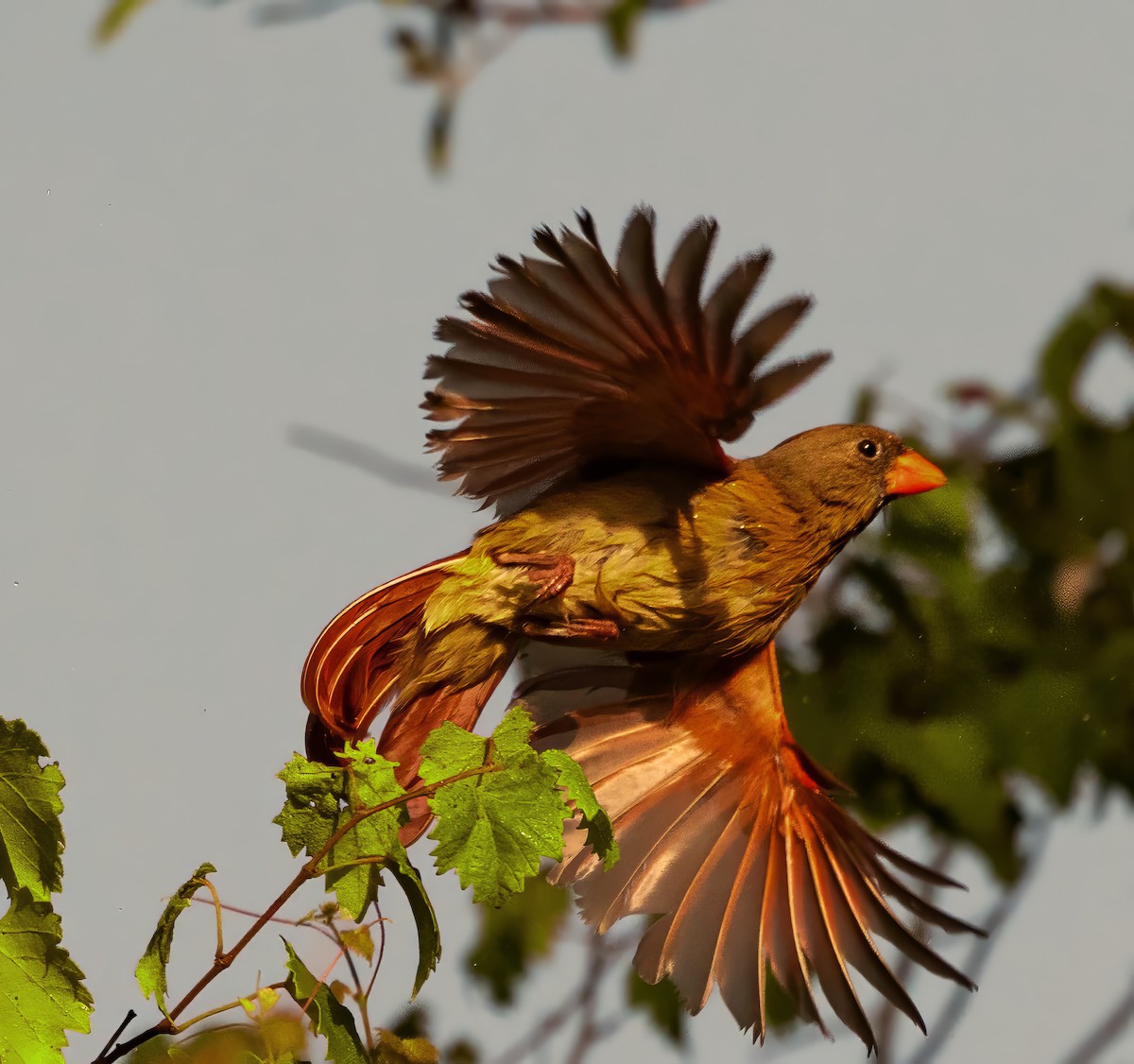 Northern Cardinal - ML636924394