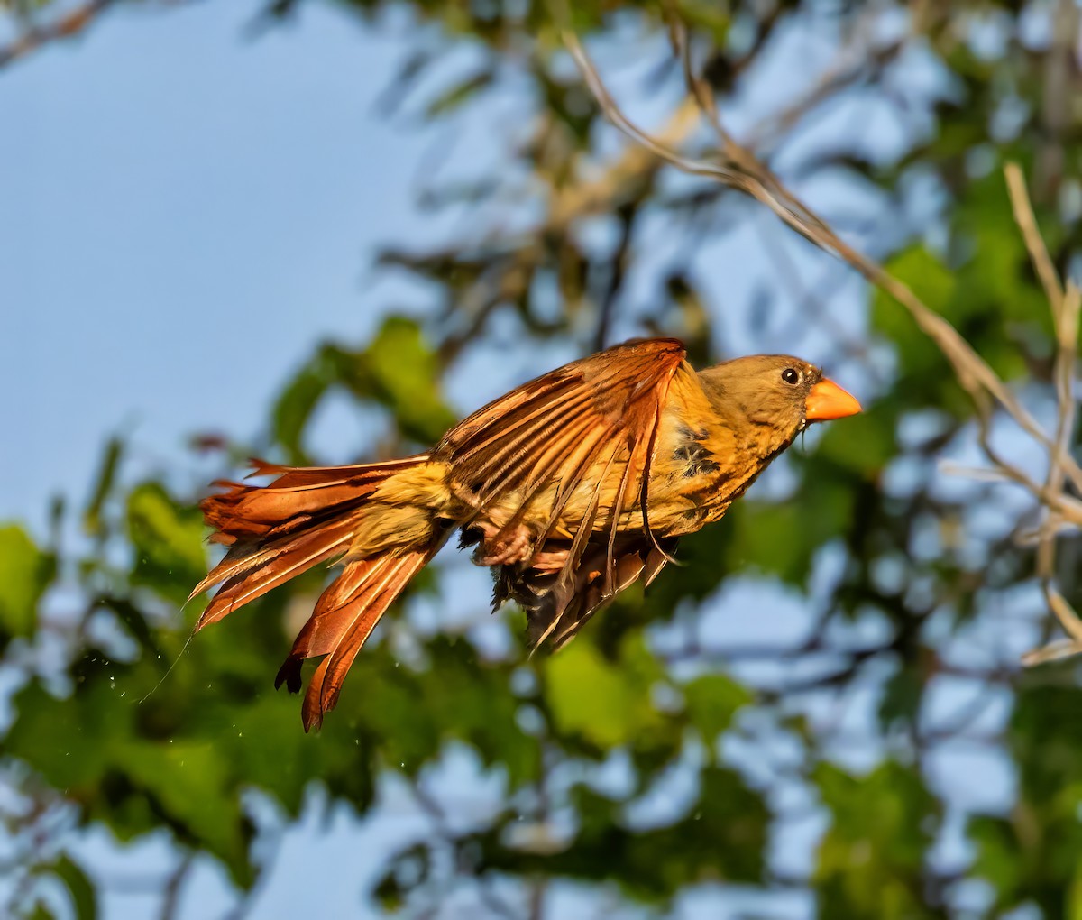 Northern Cardinal - ML636924395