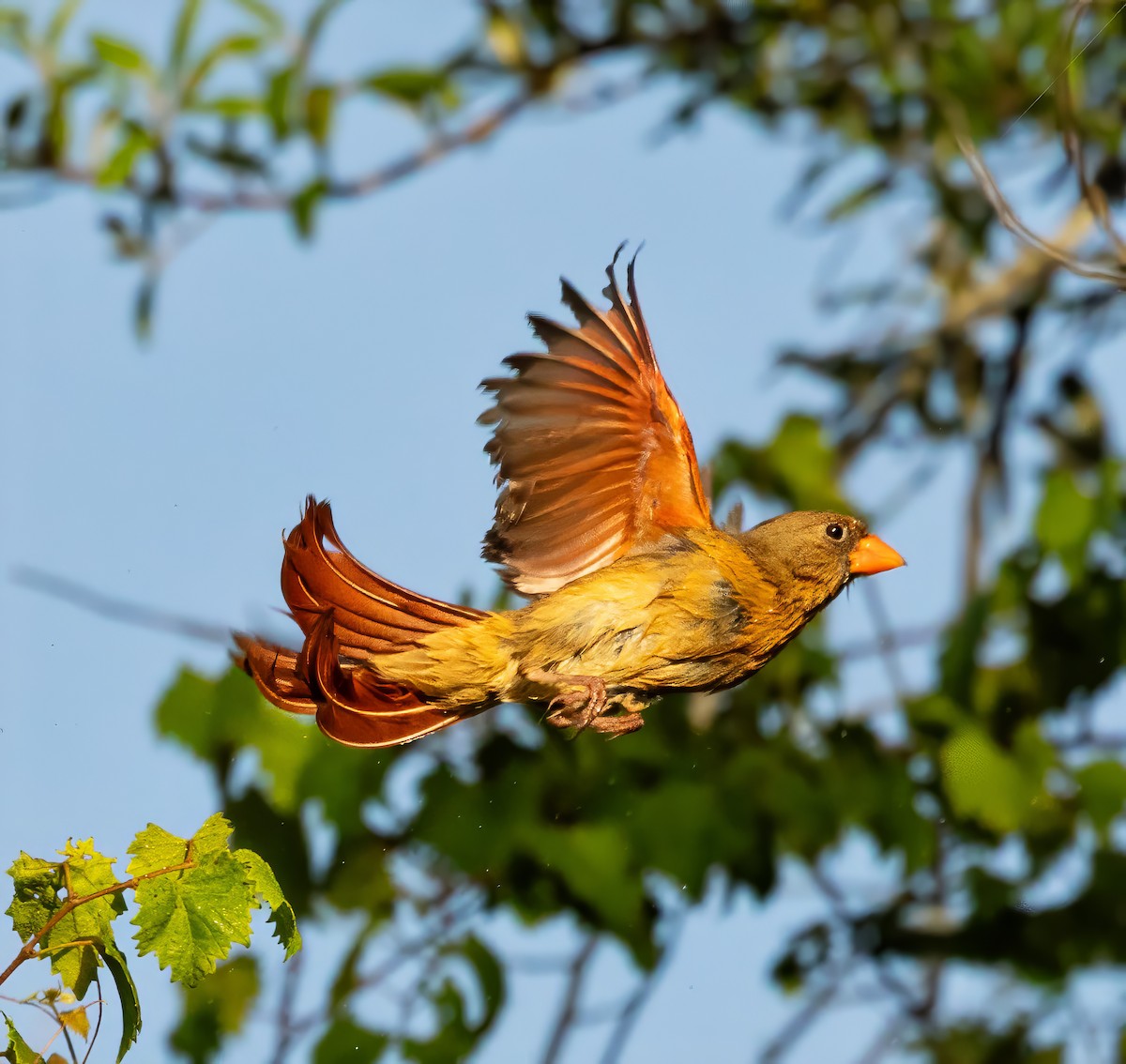 Northern Cardinal - ML636924396