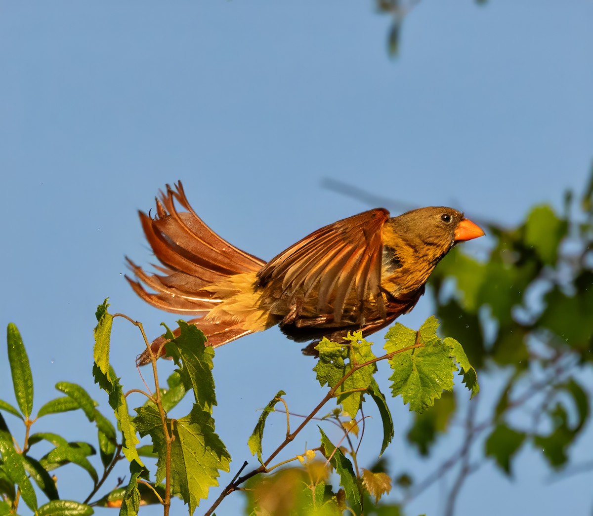 Northern Cardinal - ML636924397