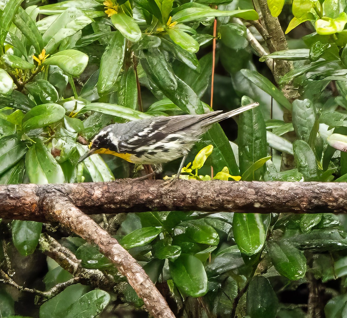Yellow-throated Warbler - ML636924428