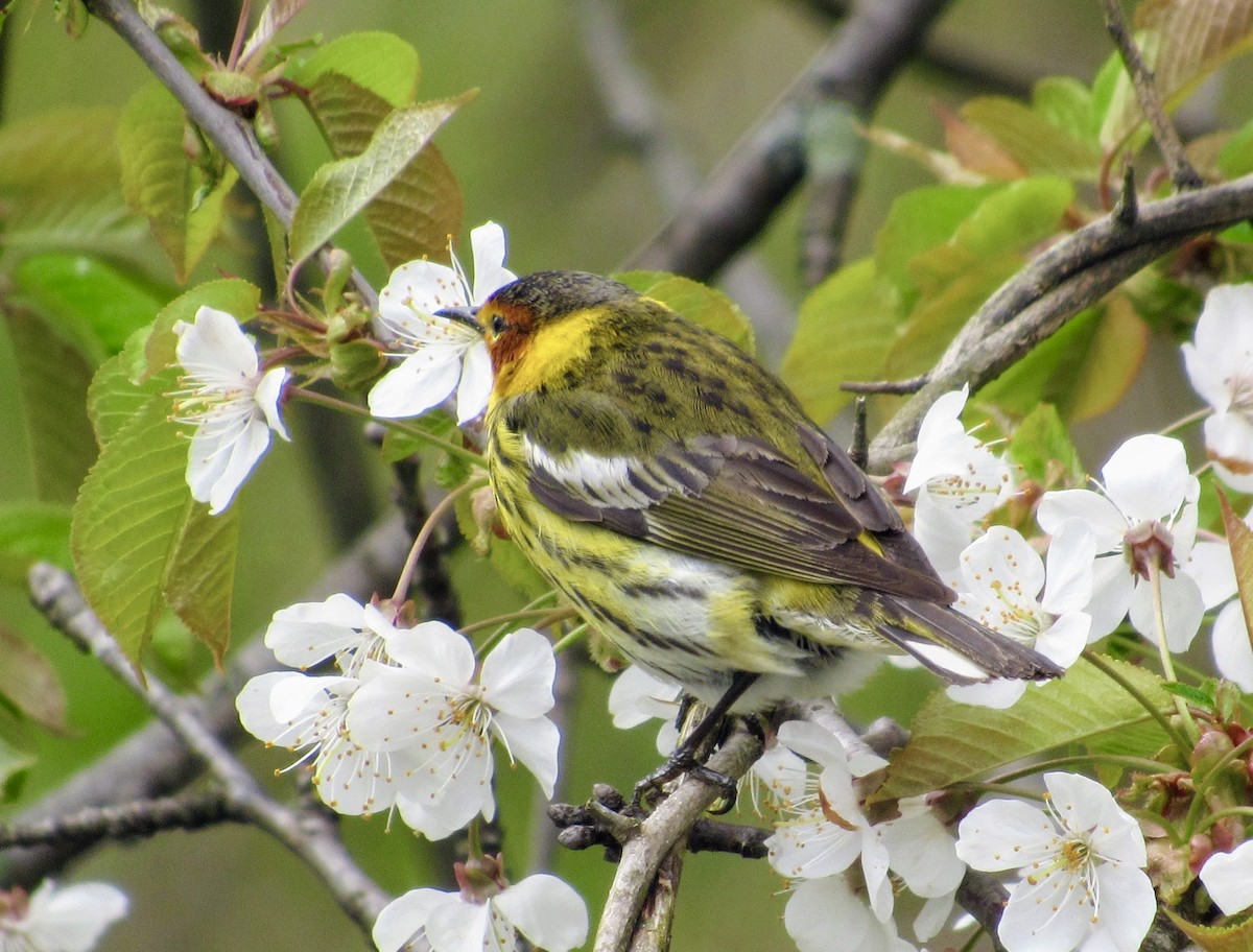 Paruline tigrée - ML636924449